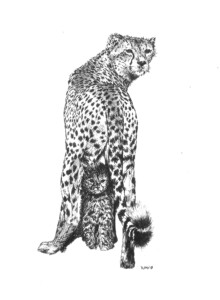 Cheetah Love