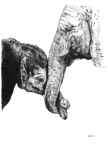 Elephant Love