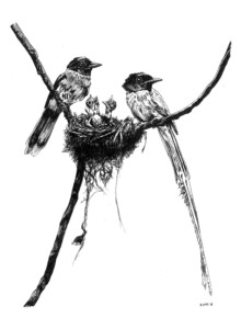 Bird Nest Feeding Chicks