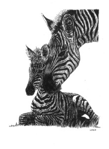 Zebras